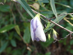 Centrosema virginianum