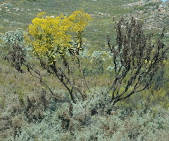 Othonna parviflora