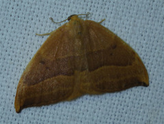 Watsonalla cultraria