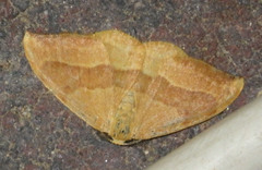 Watsonalla cultraria