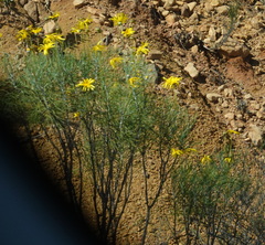 Euryops speciosissimus