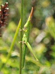 Vandiemenella viatica