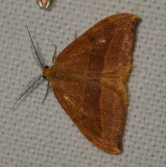 Watsonalla cultraria