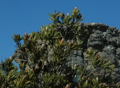 Protea laurifolia
