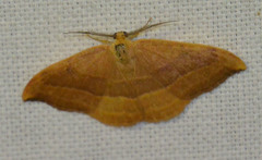 Watsonalla cultraria