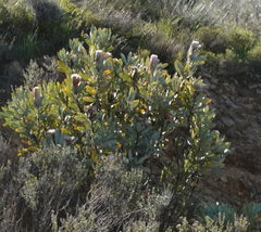 Protea laurifolia