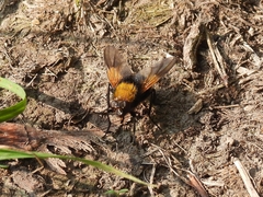 Mesembrina meridiana