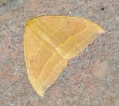 Watsonalla cultraria