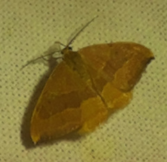 Watsonalla cultraria
