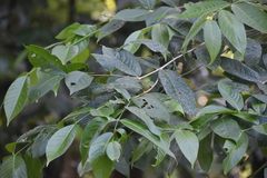 Cinnamomum camphora