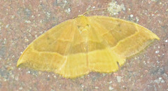 Watsonalla cultraria