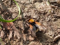Mesembrina meridiana