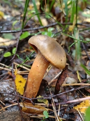 Chroogomphus rutilus