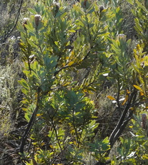 Protea laurifolia