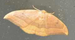 Watsonalla cultraria