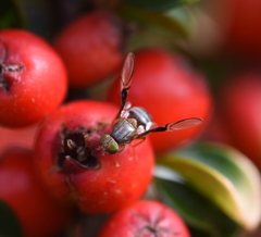 Anomoia purmunda