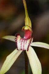 Caladenia fulva