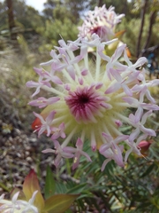 Pimelea spectabilis