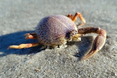 Persephona aquilonaris