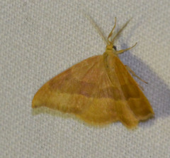 Watsonalla cultraria