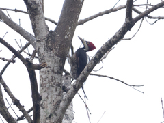 Campephilus melanoleucos