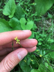 Sisymbrium officinale