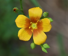 Linum berlandieri