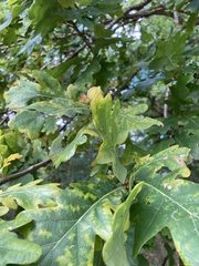 Quercus petraea