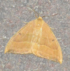 Watsonalla cultraria