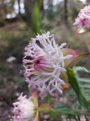 Pimelea spectabilis
