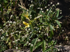 Barleria prionitis