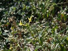Barleria prionitis