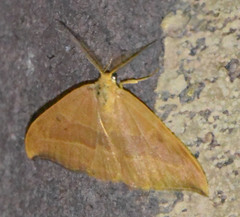 Watsonalla cultraria