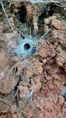 Filistata insidiatrix