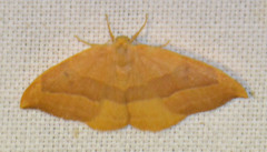 Watsonalla cultraria
