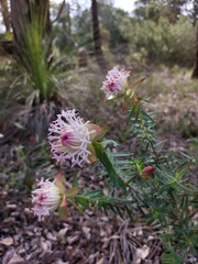 Pimelea spectabilis