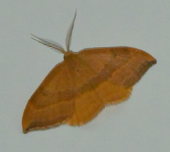 Watsonalla cultraria