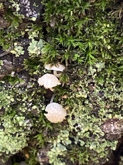 Mycena corticola