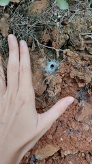 Filistata insidiatrix