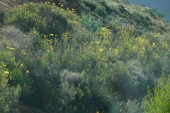 Euryops speciosissimus