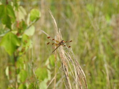 Libellula semifasciata
