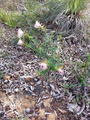 Pimelea spectabilis