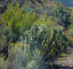 Gomphocarpus cancellatus