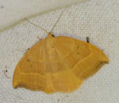 Watsonalla cultraria