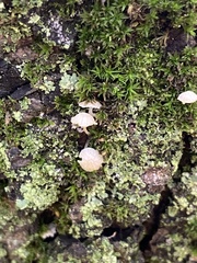 Mycena corticola