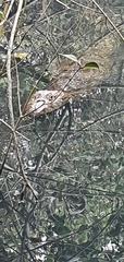 Caiman latirostris