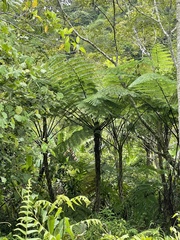 Cyatheales
