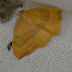 Watsonalla cultraria