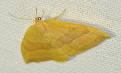 Watsonalla cultraria
