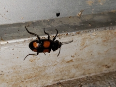 Panagaeus crucigerus